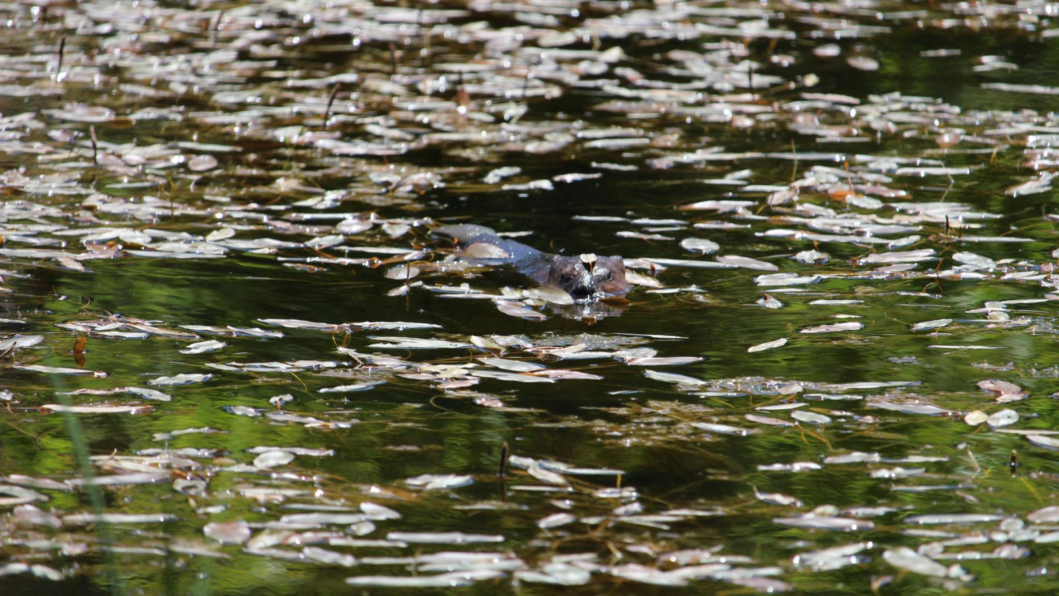 Beaver swimming in water around leaves after being released into the wild by the Cowlitz Indian Tribe
