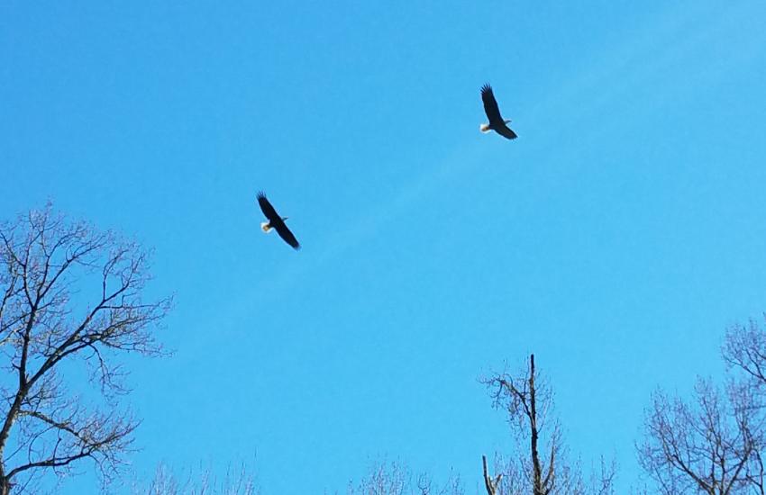 Cowlitz Eagle Repository