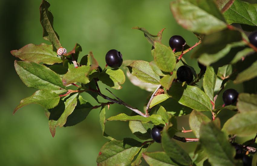 Huckleberry Gathering