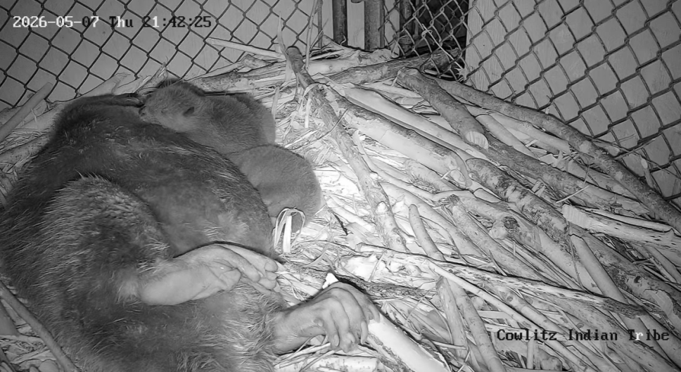 “Infrared nighttime view of a beaver curled on a bed of branches inside a fenced enclosure, with a young beaver resting against the adult. A timestamp and ‘Cowlitz Indian Tribe’ watermark are visible.”