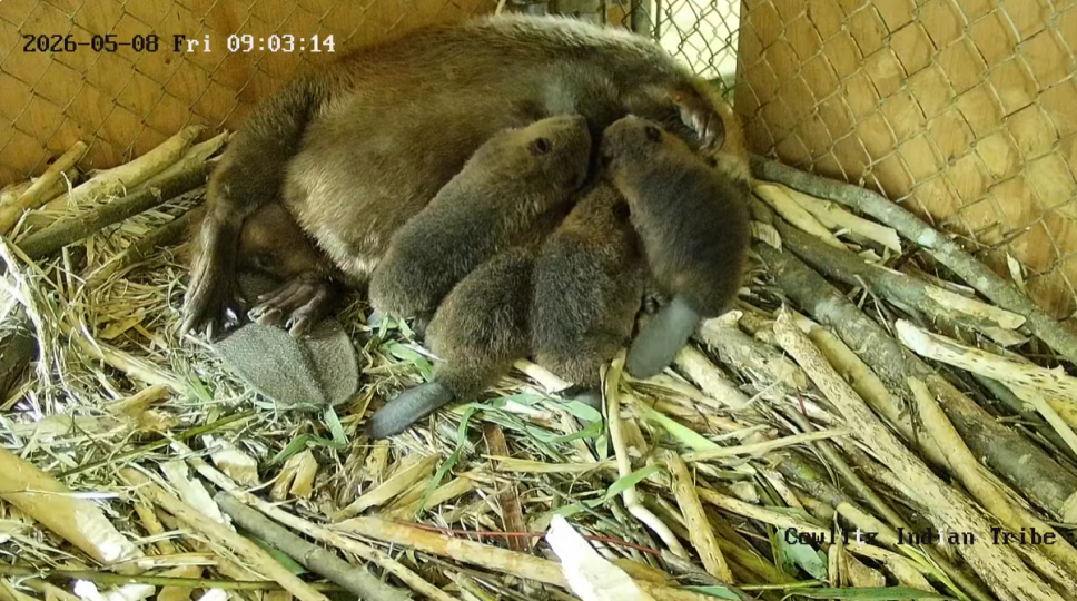 “A beaver lies on a bed of wood shavings and branches inside a fenced enclosure while three young beavers nurse beside the adult. A timestamp and ‘Cowlitz Indian Tribe’ watermark appear on the image.”