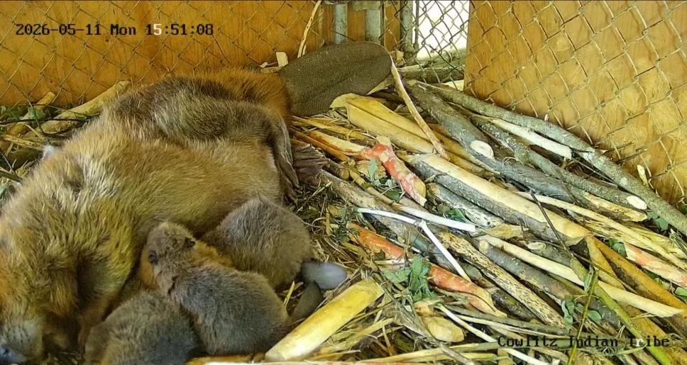 Mama beaver feeding kits on top of sticks and branches in a facility on a livestream.
