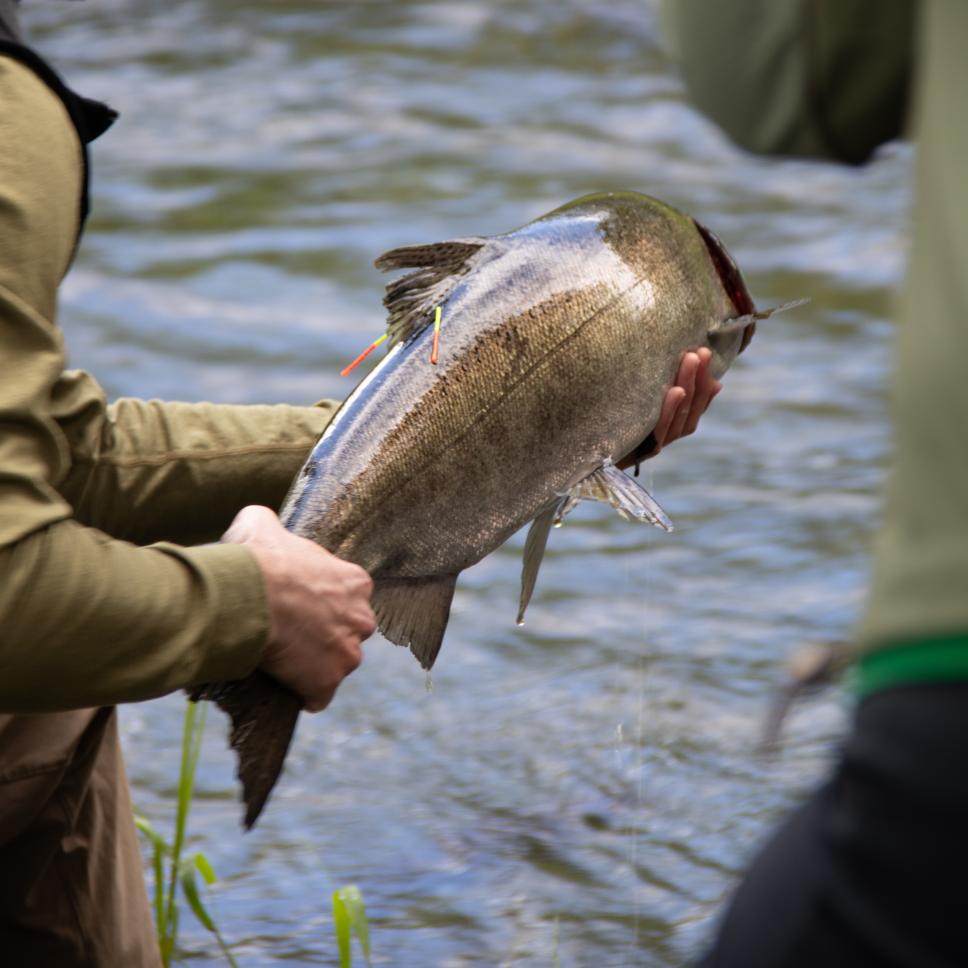 A field researcher holds a large salmon over a stream, with tagging markers visible on the fish and water flowing in the background.